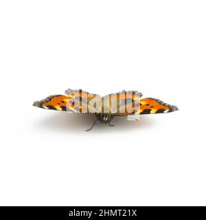 butterfly orange black spots Majesticsensor on white background Stock Photo