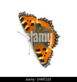 butterfly orange black spots Majesticsensor on white background Stock Photo