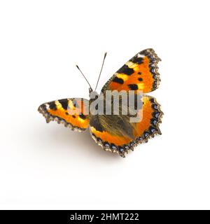 butterfly orange black spots Majesticsensor on white background Stock Photo