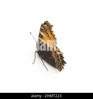 butterfly orange black spots Majesticsensor on white background Stock Photo