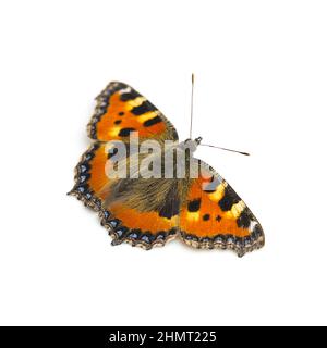 butterfly orange black spots Majesticsensor on white background Stock Photo