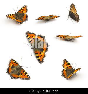 Butterflies orange Majesticsensor set collection on white background Stock Photo