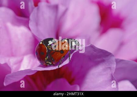 seven-spot ladybird mating, Coccinella septempunctata, Coccinellidae Stock Photo