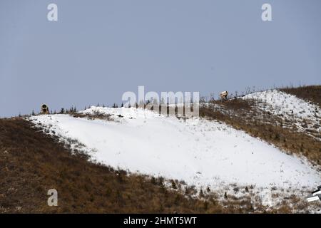 Zhangjiakou, China. 12th Feb, 2022. Olympia, Zhangjiakou National CC Skiing Centre, snow cannons stand on a mountain. Credit: Angelika Warmuth/dpa/Alamy Live News Stock Photo