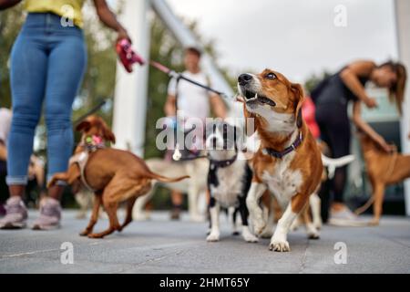 Close up shot of a group of dogs at the walk on a beautiful day. Pets, walkers, service Stock Photo