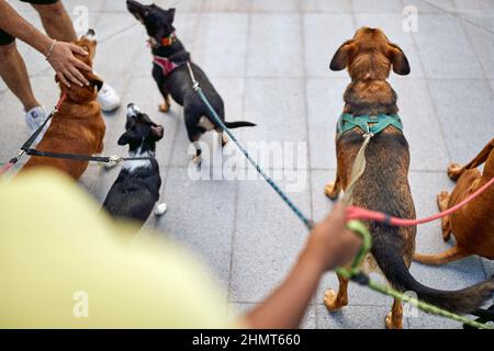 Group of dogs on the walk lead by dog walker on a beautiful day. Pets, walkers, service Stock Photo