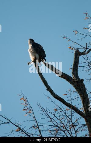 Red Tailed Hawk perched one legged atop an old dead tree Stock Photo