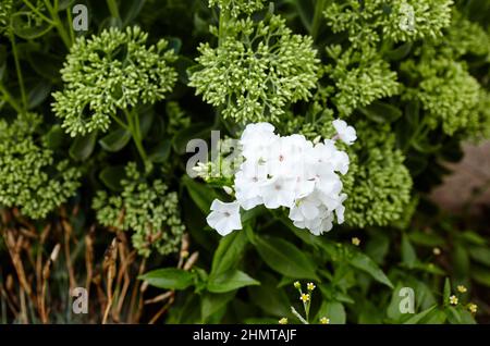 White flowers phlox paniculata. Flowering bush of beautiful phlox in the garden in summer light. Family name Polemoniaceae, Scientific name Phlox. Blu Stock Photo