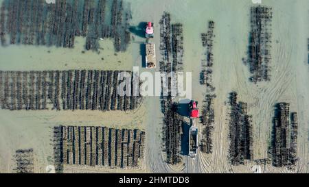 France, Ille et Vilaine, Emerald Coast, Cancale, the oyster beds; Stock Photo