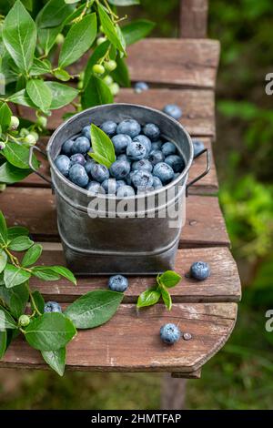 Sweet blueberries straight from the bush in garden. Blueberries harvest in mid summer Stock Photo