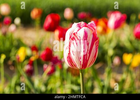 Wonderful Tulips in a field Stock Photo