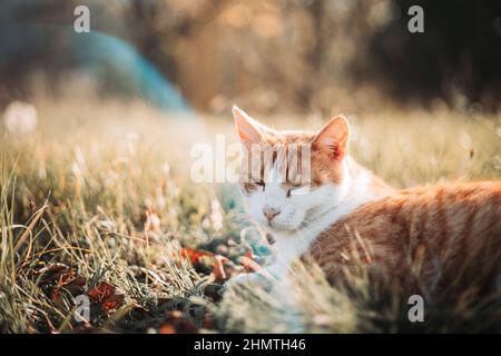 Cute, domestic yellow white cat resting outdoors Stock Photo