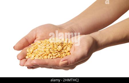 raw peas in hands on a white isolated background Stock Photo