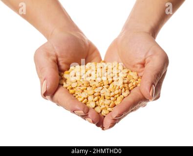 raw peas in hands on a white isolated background Stock Photo