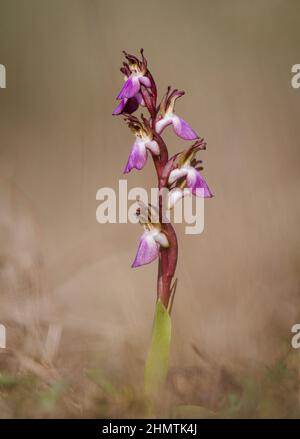 Fan-lipped Orchid, Anacamptis collina, Orchis collina, wild orchid in Andalusia, Southern Spain. Stock Photo