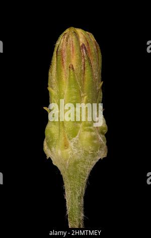 Viper's Grass (Scorzonera humilis). Unopened Capitulum Closeup Stock Photo