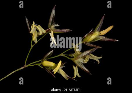 Common Bent (Agrostis capillaris). Spikelets Closeup Stock Photo