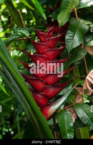 Heliconia caribaea is a herbaceous perennial heliconia native to the Caribbean where it grows in rainforest. Stock Photo