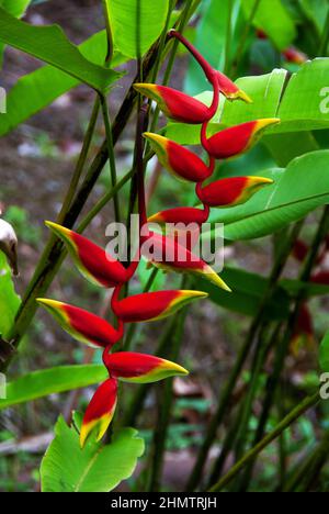 Heliconia rostrata (hanging lobster claw) is a herbaceous perennial plant native to South and Central America growing in rainforest. Stock Photo