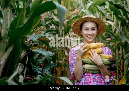 Farmer holding corn cobs in hand in corn field. Stock Photo