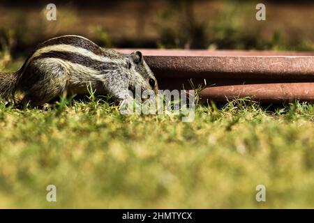 indian palm squirrel or three striped indian pakistani srilankan asian palm squirrel in house garden searching for food grains and eating squirrel