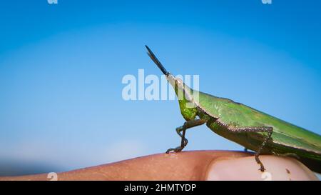 beautiful green grasshopper sitting on green leaf. pyrgomorphini .  ( family - pyrgomorphidae) Stock Photo