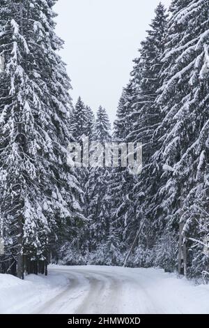 Winter forest road with snow-covered tall centuries-old coniferous trees along route in Norway Stock Photo