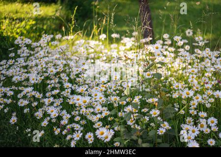 Daisies meadow. Selective focus on daisies, close up Stock Photo