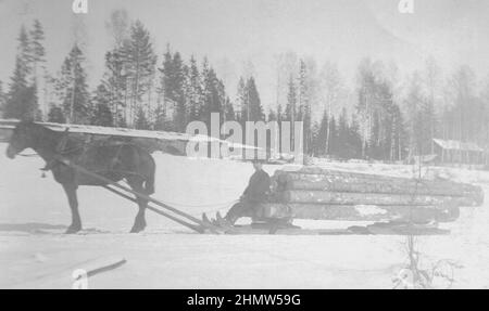 Early 20th century authentic vintage photograph of man sitting on horse drawn sledge sleigh transporting logs, Sweden Stock Photo