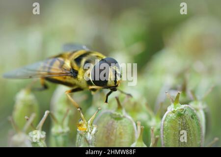 Frontal closeup of the yellow haired or Batman hoverfly, Myathropa florea sitting on vegetation in the garden Stock Photo