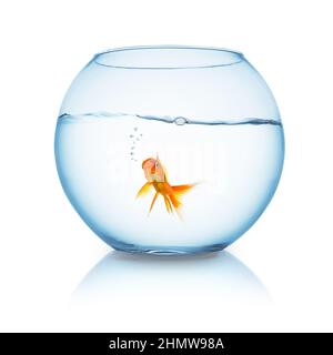 goldfish with air bubbles in a fishbowl Stock Photo