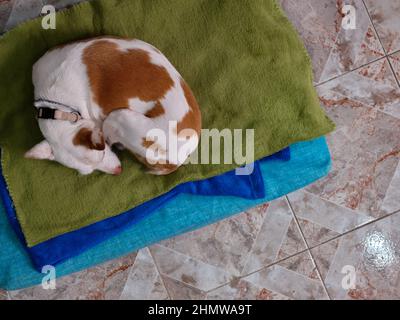 A mongrel dog sleeping on his bed on the floor next to his owner who is working. Stock Photo