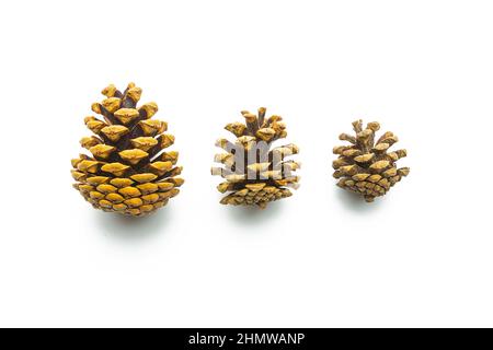 pine cones in different sizes Stock Photo