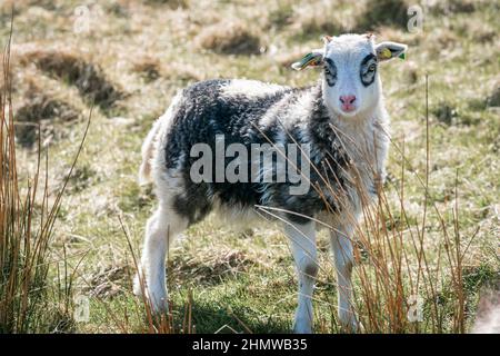 RUNDE, NORWAY - 2020 MAY 20. Black and white cute lamb in the grass. Stock Photo