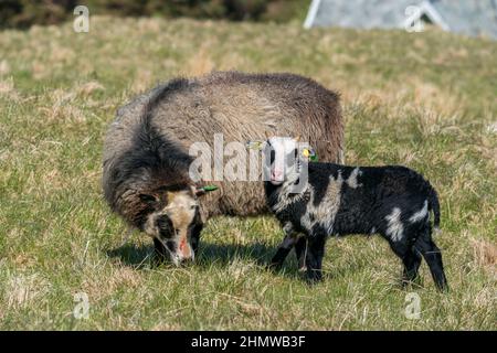RUNDE, NORWAY - 2020 MAY 20. Sheep and her new born lamb. Stock Photo