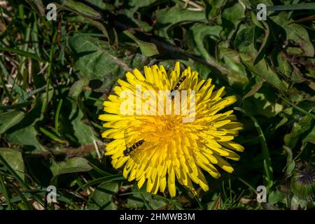 RUNDE, NORWAY - 2020 MAY 20. Sphaerophoria scripta, Hoverfly insect on dandelion flower in a meadow. Stock Photo