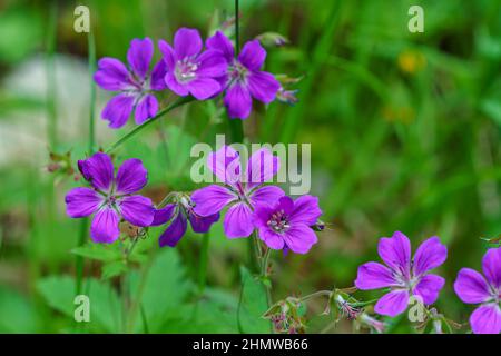 TAFJORD, NORWAY - 2020 JUNE 13-21. Geranium ibericum or caucasian crane's-bill purple flowers. Stock Photo