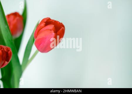 bud of a red tulip close-up, on a white background. Spring bouquet of flowers Stock Photo