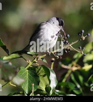 Male Black Cap feeding on Ivy berries during the winter in Pittville Park Cheltenham Gloucestershire UK Stock Photo