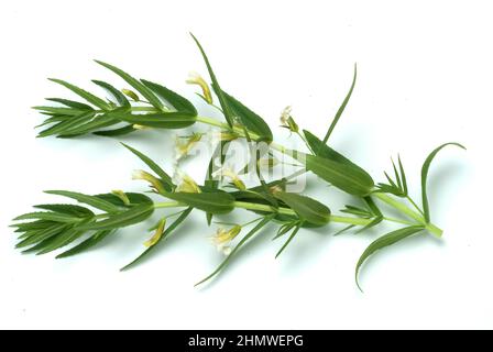 Gottes-Gnadenkraut oder Gottesgnadenkrau, gratiola officinalis, eine alte Heilpflanze. Es wirkt harntreibend, abführend und herzstärkend. Man benutzte Stock Photo