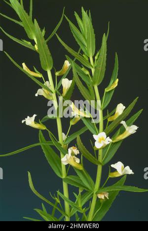 Gottes-Gnadenkraut oder Gottesgnadenkrau, gratiola officinalis, eine alte Heilpflanze. Es wirkt harntreibend, abführend und herzstärkend. Man benutzte Stock Photo