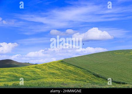 Hilly rural landscape. Spring horizon with green grass and yellow flowers field under blue sky and clouds, Italy (Apulia). Stock Photo