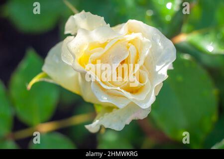 Opened white rose bud with drops after rain. White rose with yellow glow, flower on green blurred background, selective focus. Stock Photo
