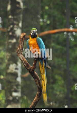 Blue and Yellow Macaw  (Ara ararauna) perched on branch, frontal view looking at the camera. Taken within Parque das Aves Brazil Stock Photo