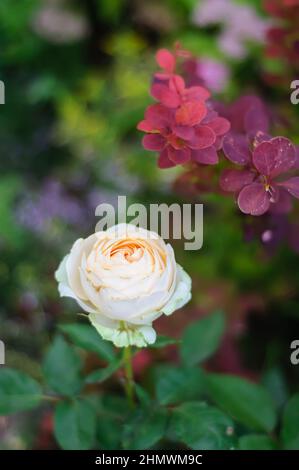 One Apricot-Pink Alexandrine rose flower, Belle Romantica, next to a red barberry on a dark blurred background. Plant theme, selective focus, beautifu Stock Photo