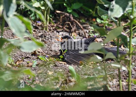 Common Blackbird (Turdus merula) taking a dust bath with mouth open. Taken in a back garden, Kent, UK Stock Photo