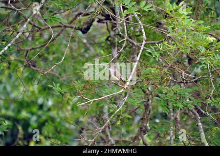Dusky-capped Flycatcher (Myiarchus tuberculifer) perched on a branch within a tree amongst jungle at Iguazu falls, Argentina. Stock Photo