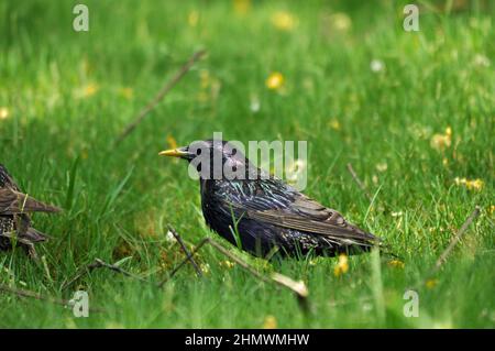 European starling (Sturnus vulgaris) foraging amonst short grass in Buenos Aires, Argentina Stock Photo