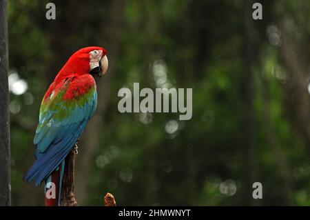 Red-and-green macaw (Ara chloropterus) perched on a branch, taken at Parque das Aves, Brazil Stock Photo