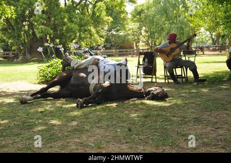 Traditional Argentinian gaucho showing horse skills in la Pampas lying on top of horse Stock Photo